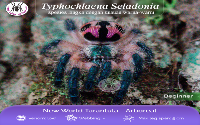 typhochlaena seladonia Subadult Female tarantula
